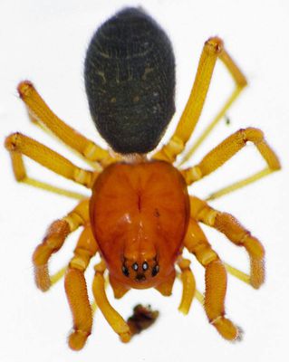 Zornella cultrigera.jpg