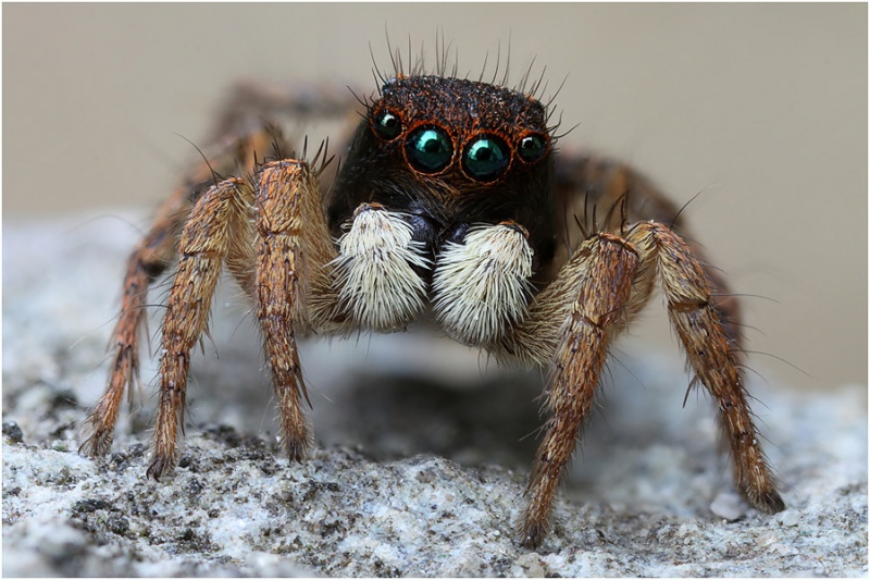 Datei:A. luctuosus Schäfer1.jpg