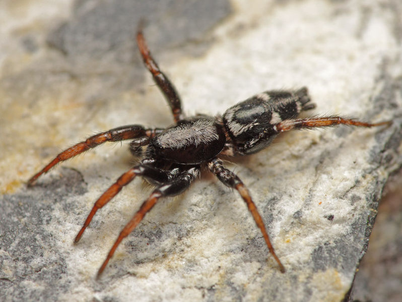 Datei:Aphantaulax trifasciata male A5658 PK7036.JPG