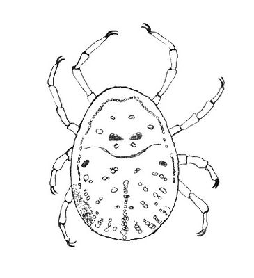 Argas persicus female.JPG