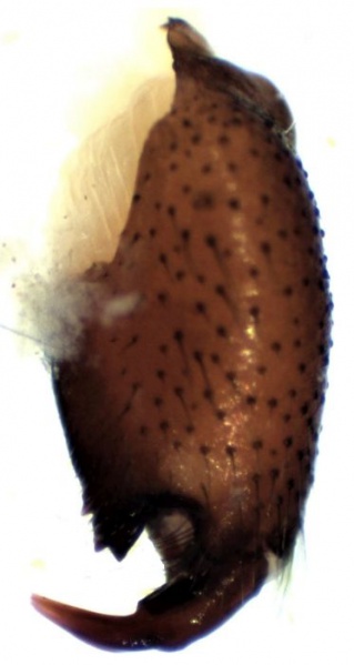 Datei:Drassodes pubescens male kjeve HLovbrekke.jpg