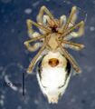 Minicia elegans-ventral.jpg