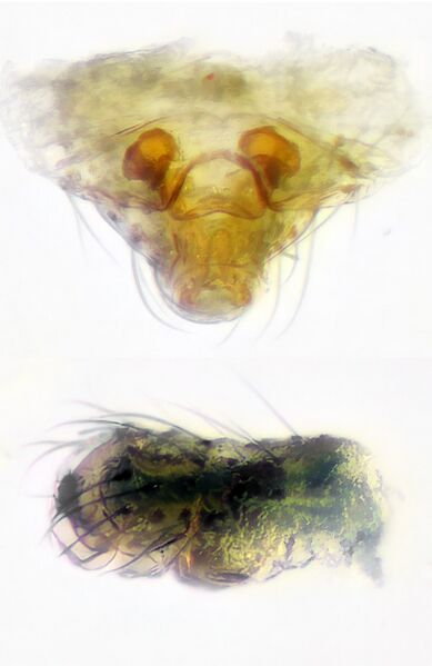 Datei:Palliduphantes ericaeus.jpg