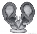 Vulva dorsal