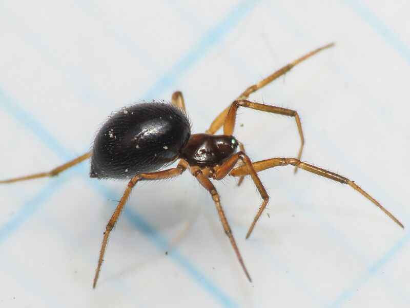 Datei:S. retroversus Eman lateral.jpg