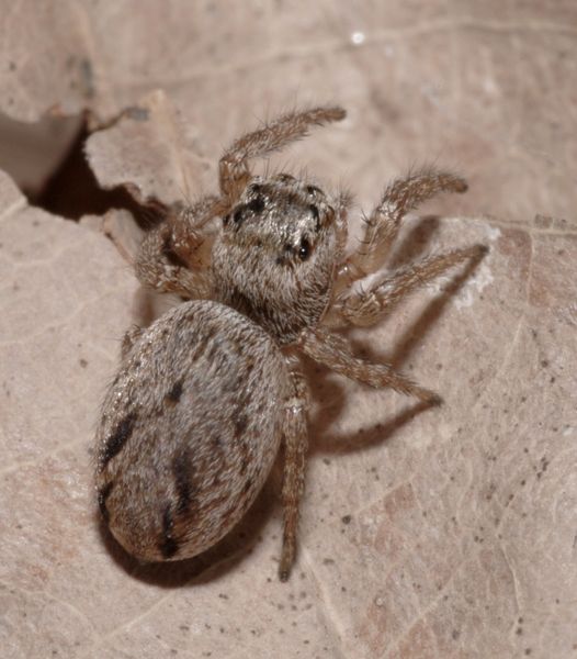 Datei:Evarcha arcuata female A3868 PG5405.JPG