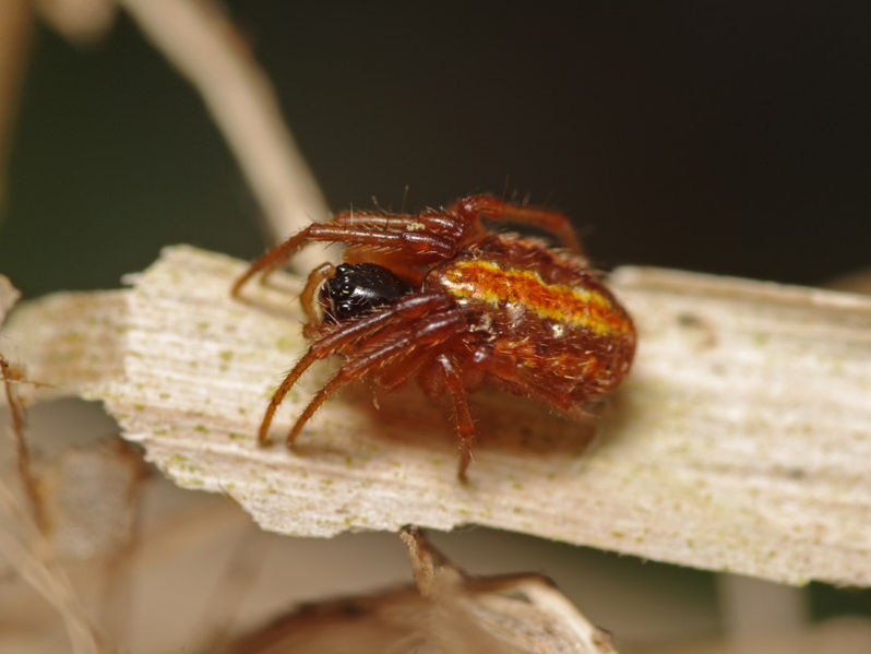 Datei:Hypsosinga heri female A6180 PL4157.JPG