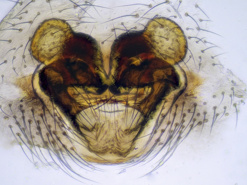 Datei:P.tabulata Epigyne.jpg