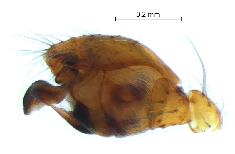 Datei:Parasteatoda simulans palp lateral DoeC.jpg