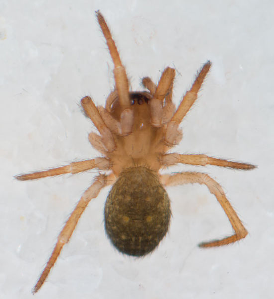 Datei:Robertus neglectus W 9-02996.jpg