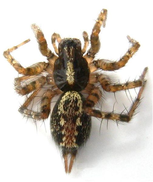 Datei:Textrix denticulata IMG 4173 (12).jpg