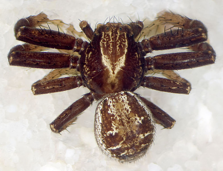 Datei:Xysticus-desidiosus Montafon 08-09 02.jpg