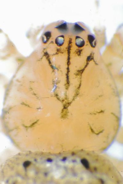 Datei:GR37-22Platnickinia nigropunctata4.JPG