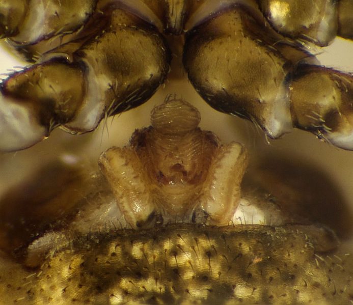 Datei:Glyptogona-sextuberculata Kroatien-Tobias 11-06 04-Epig.jpg