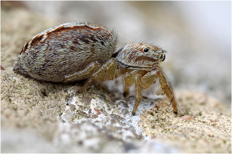 Datei:Icius hamatus Female Lateral Schaefer.jpg