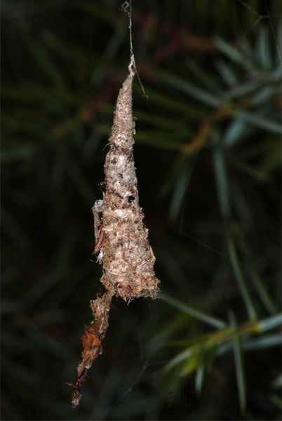 Datei:Nemoscolu-laurae Thomas-Rickfelder Versteck.jpg