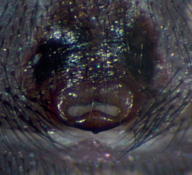 Datei:Steatoda paykulliana epigyne-kroatien-2011-05.jpg