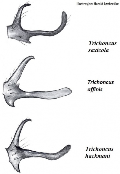 Datei:Trichoncus tibialapophysen vonInnen sammlung HLovbrekke.jpg