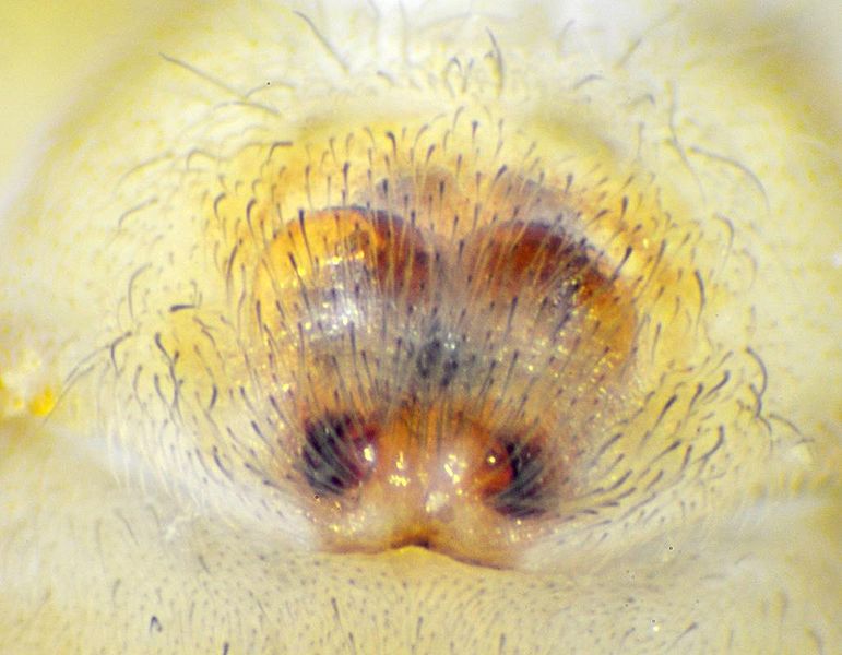 Datei:Clubiona lutescens epigyne-24.06.09-26-6 (800).jpg