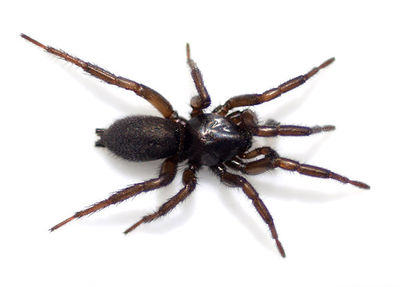 Gnaphosa leporina male 600.jpg