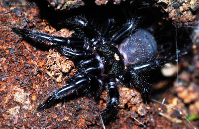 Macrothele calpeianaforum.jpg