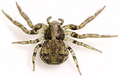 Praticola Burgholz 08-07 01.jpg