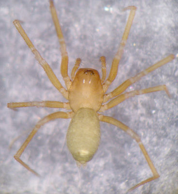 Pseudomaro aenigmaticus 4 1024.jpg