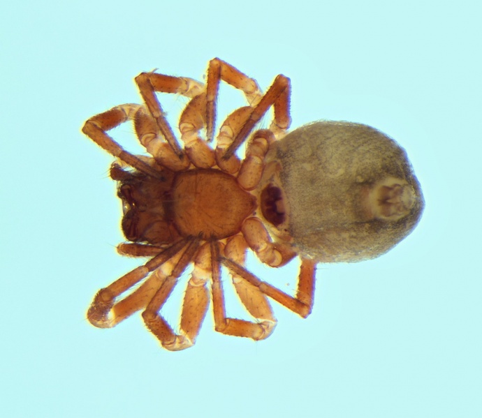 Datei:Tapinocyba ligurica female 20140925102311-e4a80fc5-me.jpg