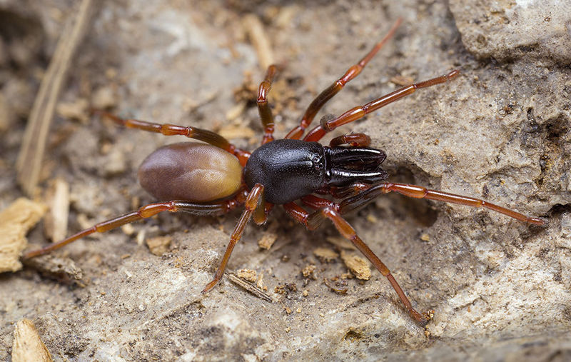 Datei:Dysdea-longirostris Bulgarien-Sofia 16-10 01-male.jpg