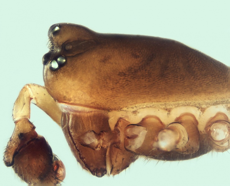 Datei:Monocephalus fuscipes male 20150325141556-b06f2b72-me.jpg