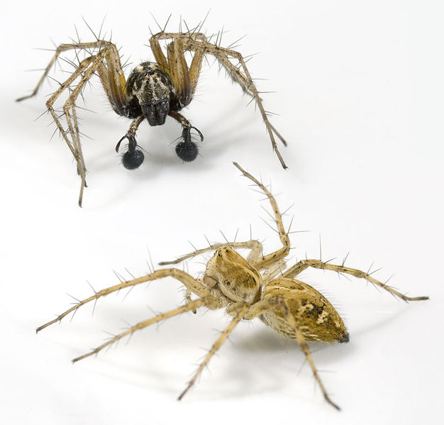 Datei:Oxyopes-heterophthalmus Ungarn-Puszta 09-05 05-Balz.jpg