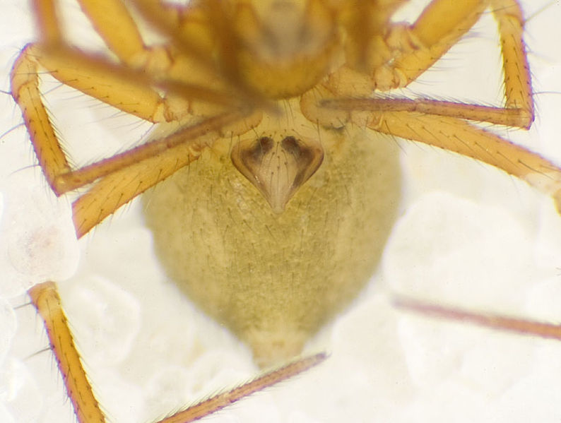 Datei:Saaristoa-firma MuenchenT 10-03 09-Epig.jpg