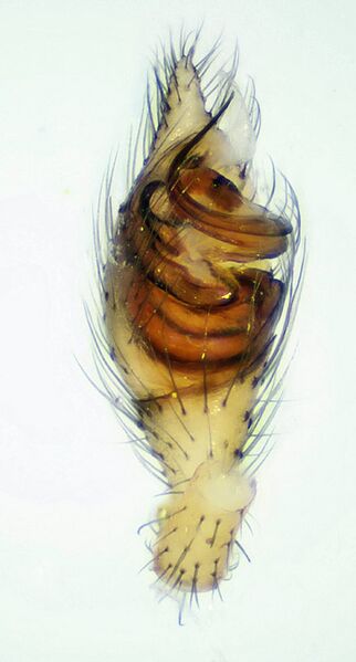 Datei:Steatoda grossa.jpg