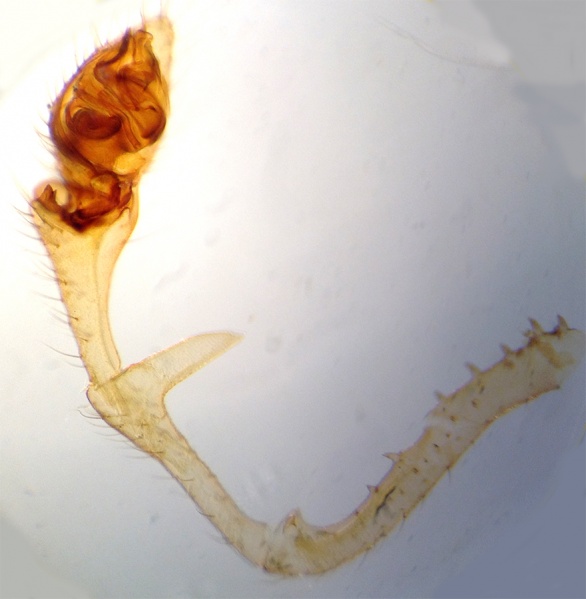 Datei:ErigoneRemotaPedipalp2.jpg