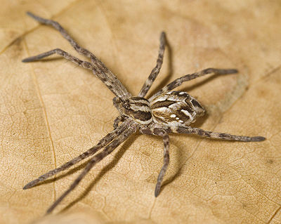 Histrio HeiligesMeer 08-09 02.jpg