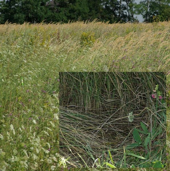 Datei:Mysmenella jobi C pseudoneglecta habitat.JPG