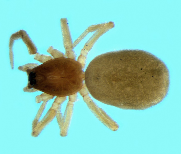 Datei:Walckenaeria languida female 20140329181055-1f54fda6-me.jpg