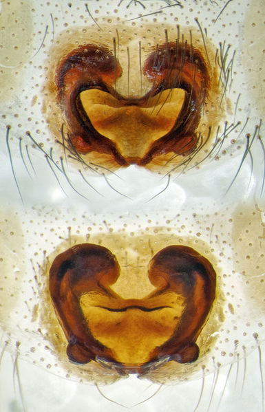 Datei:Berlandina-cinerea SchoenowerHeide 15-06 04-epig-vulva.jpg