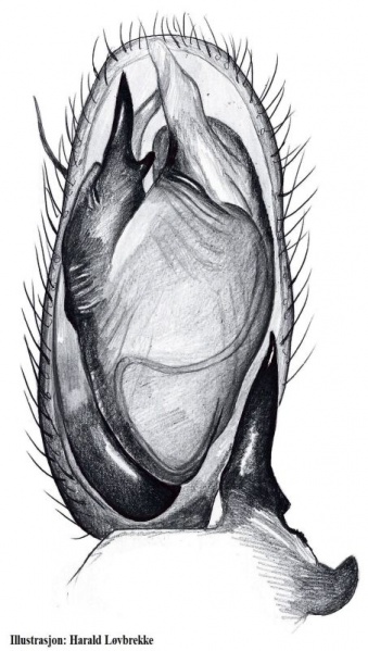 Datei:Clubiona reclusa palp HLovbrekke.jpg