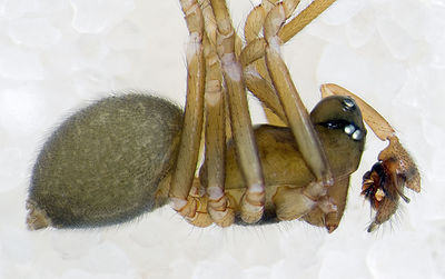 Diplocephalus-longicarpus Alpen-Monesi 14-09 01-male.jpg