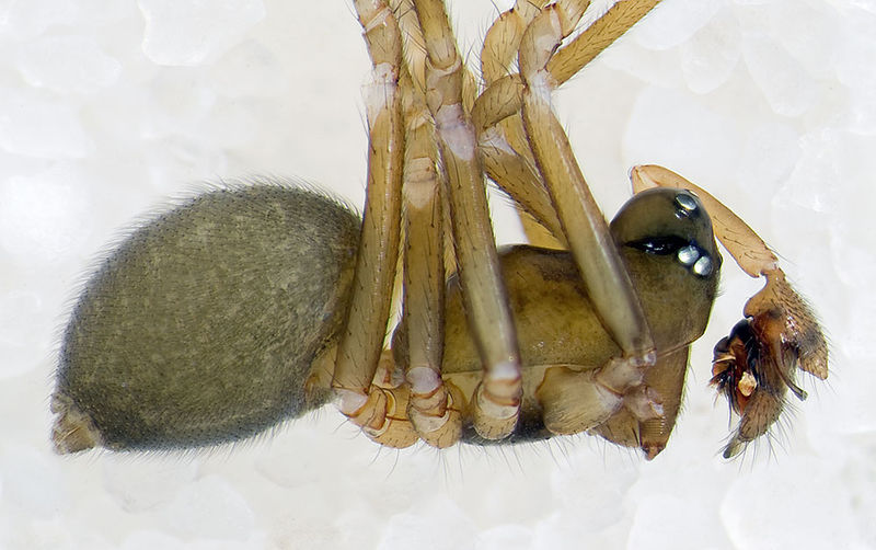 Datei:Diplocephalus-longicarpus Alpen-Monesi 14-09 01-male.jpg