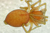 Nigma flavescens Fam. Dictynidae
