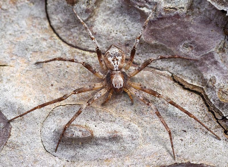 Datei:Philodromus-hierroensis Teneriffa-LasCasas 15-06 02-female.jpg
