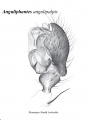 Anguliphantes angulipalpis, palp.jpg