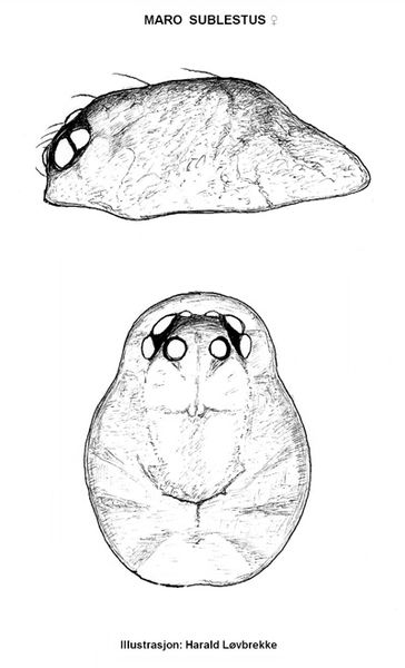 Datei:Maro sublestus prosoma HLovbrekke.jpg