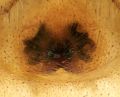 Epigyne