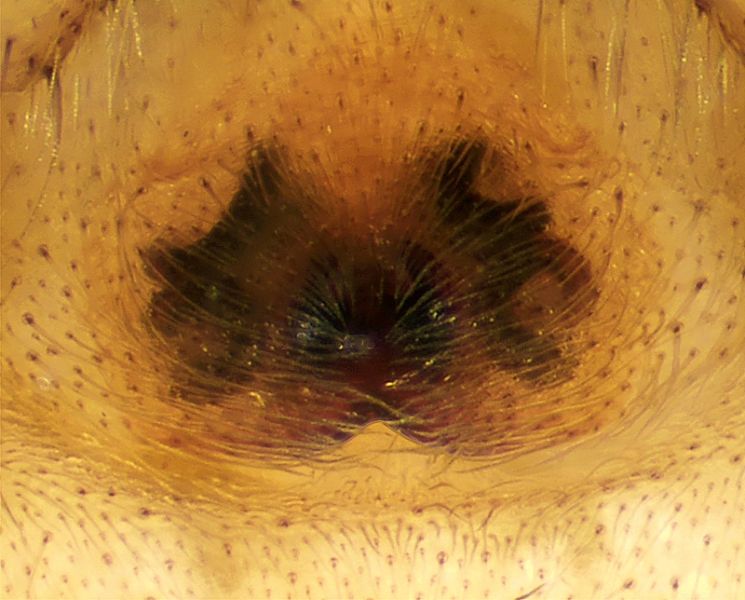 Datei:Marpissa-muscosa Epigyne.jpg
