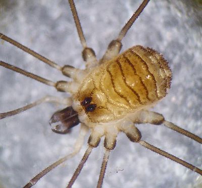 Mitostoma chrysomelas 6 1024.jpg