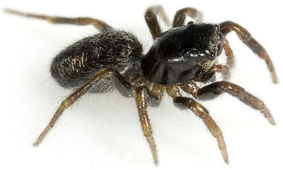 Nigritus-cf Zietschk 07-06 03.jpg