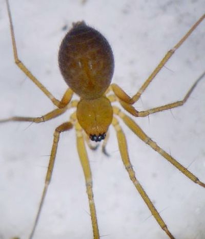 Palliduphantes insignis w do AStaudt.jpg